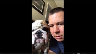 Bulldog sees video of himself, attacks it!