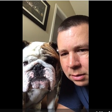 Bulldog sees video of himself, attacks it!