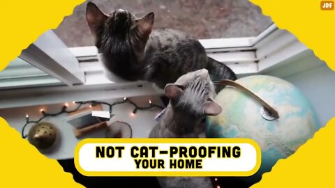 20 Common Mistakes Cat Owners Make