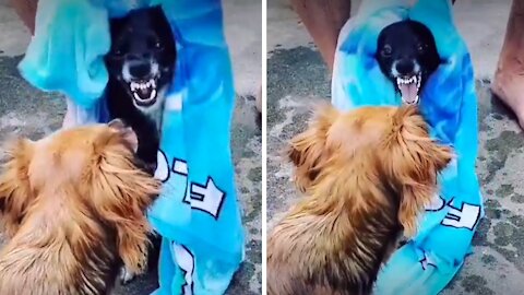 Dog makes hilarious sound when owner tries to dry him off #Shorts