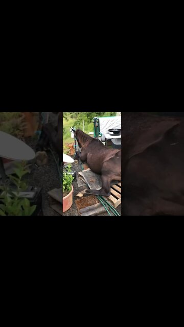 Elderly horse fell down on wooden pallet