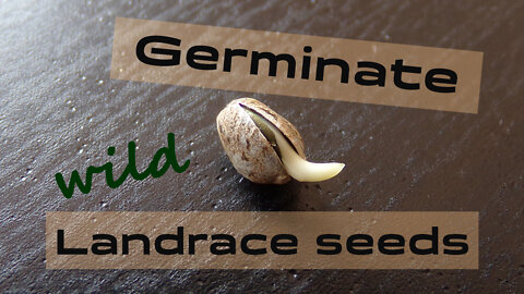 Simple Tips To Germinate Wild Cannabis Seeds!