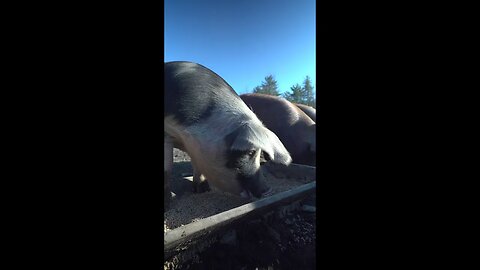 How We Make Soap On A Pig Farm