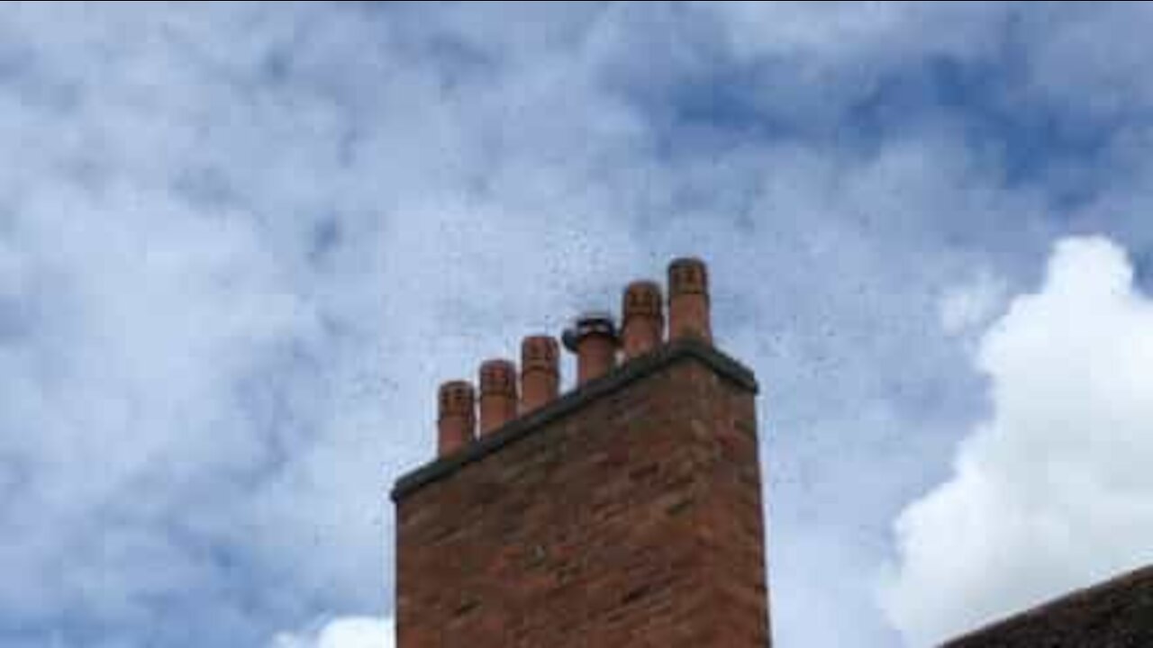 Hundreds of bees swarm house in the UK