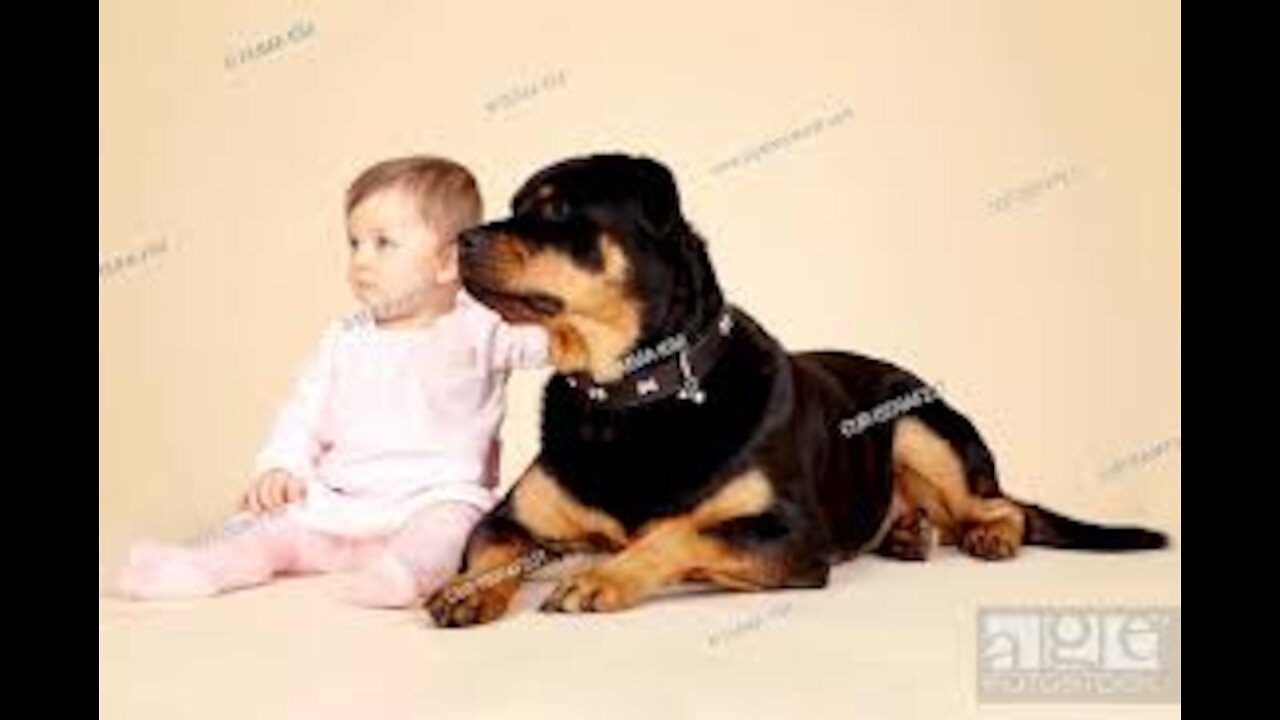 My Rottweiler Wants To Play With My Baby|Dog meeting new born baby for the first time