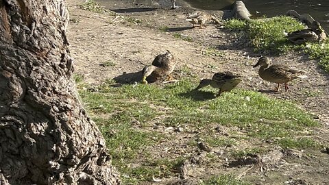 Ducks playing rugby 😂