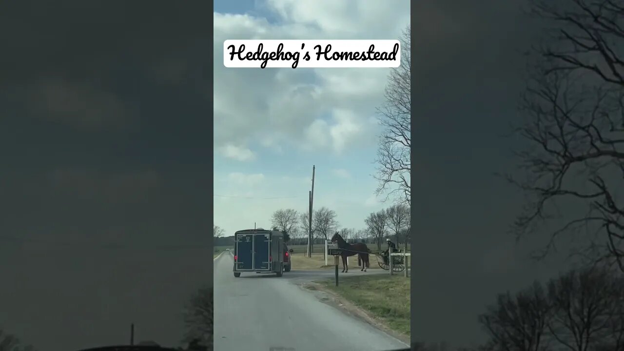 ￼ Amish horse and buggy