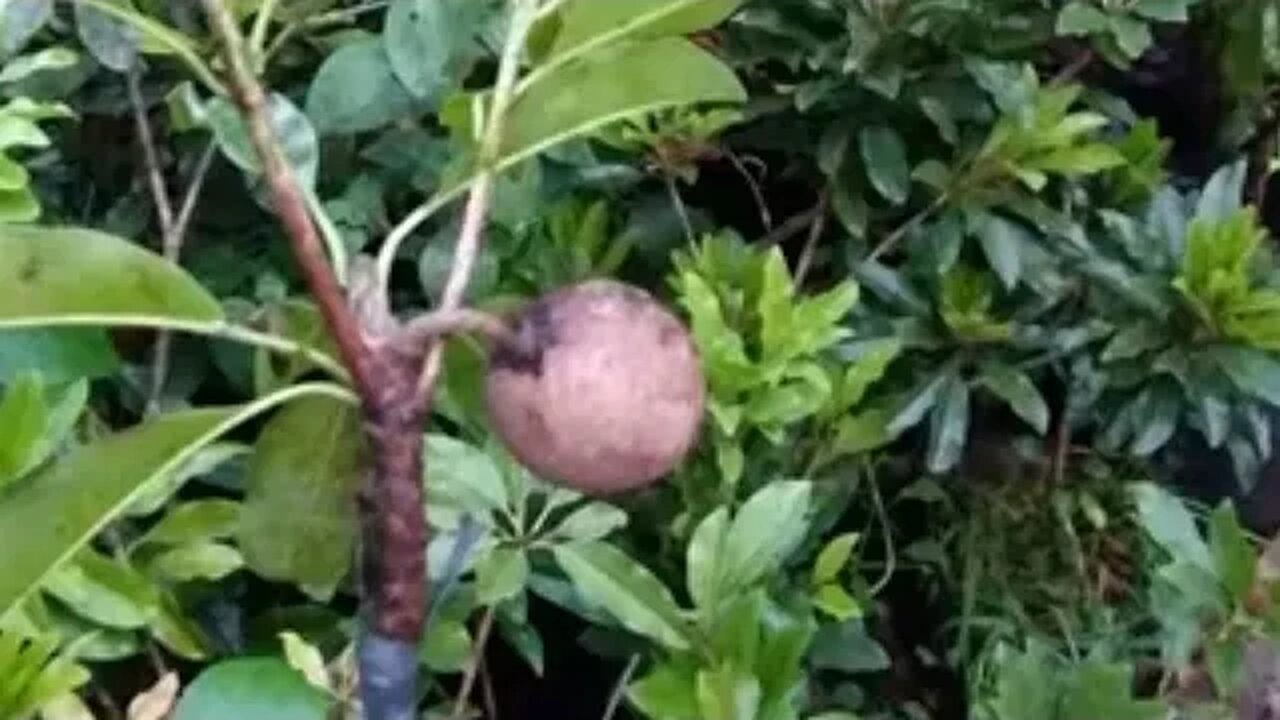 🇧🇷 frutíferas produzindo em vaso mirtilo Ajurú amarelo vermelho roxo preto pitanga preta jabuticaba