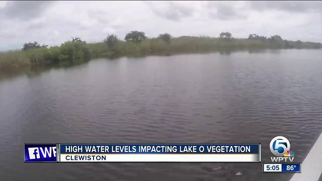 High water levels impacting Lake O vegetation