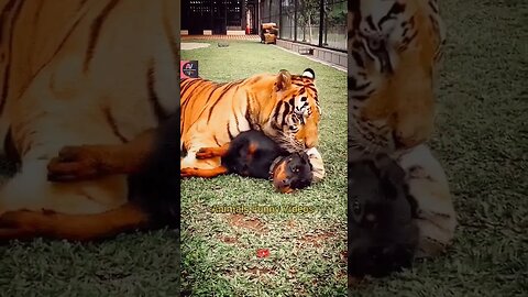 Tiger And Dog Friendship Videos Tiger Videos Dog Videos Animals Funny Videos #shorts #animals