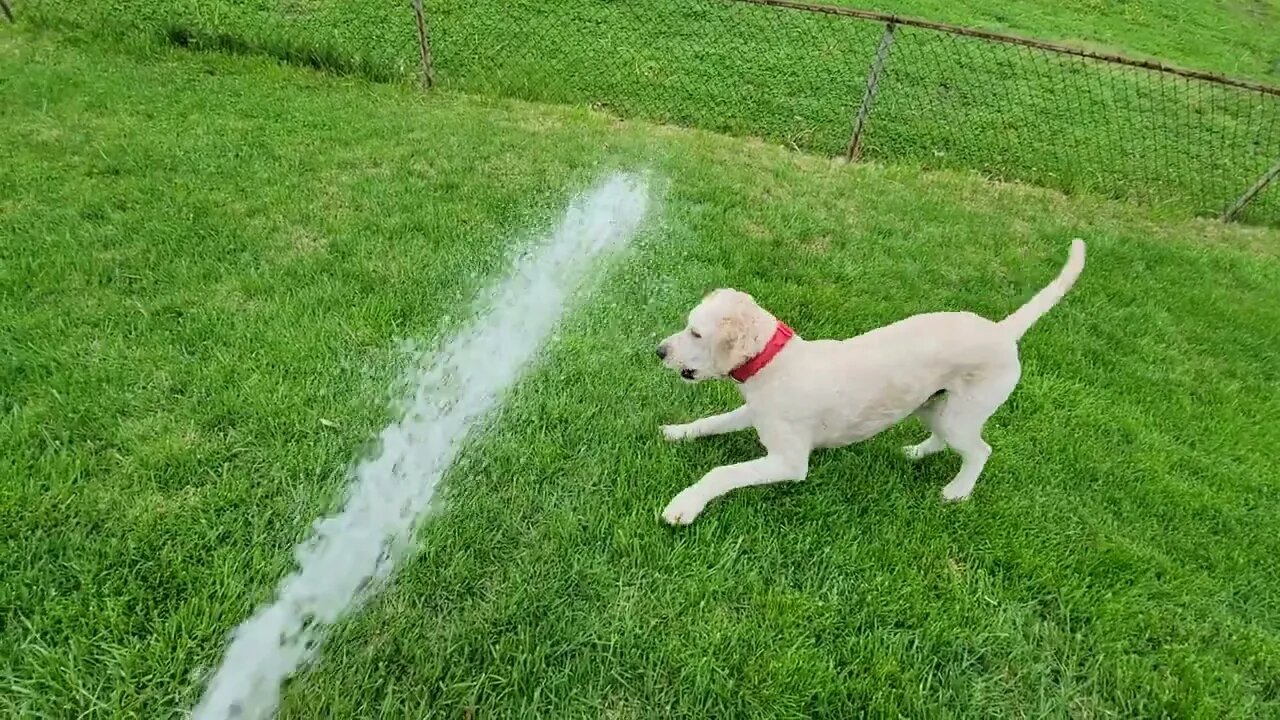 Buddy VS Water