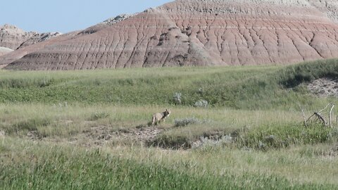 Chasing a coyote in Badlands National Park