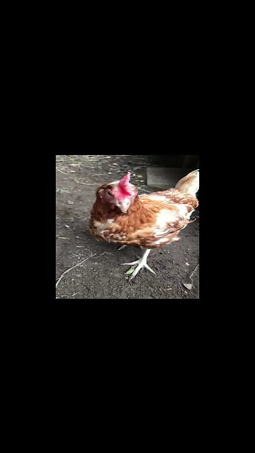 Wait for it..... #chicken #bite #shorts