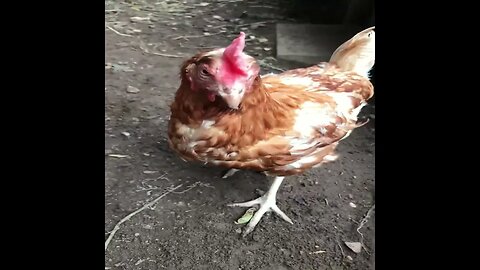 Wait for it..... #chicken #bite #shorts
