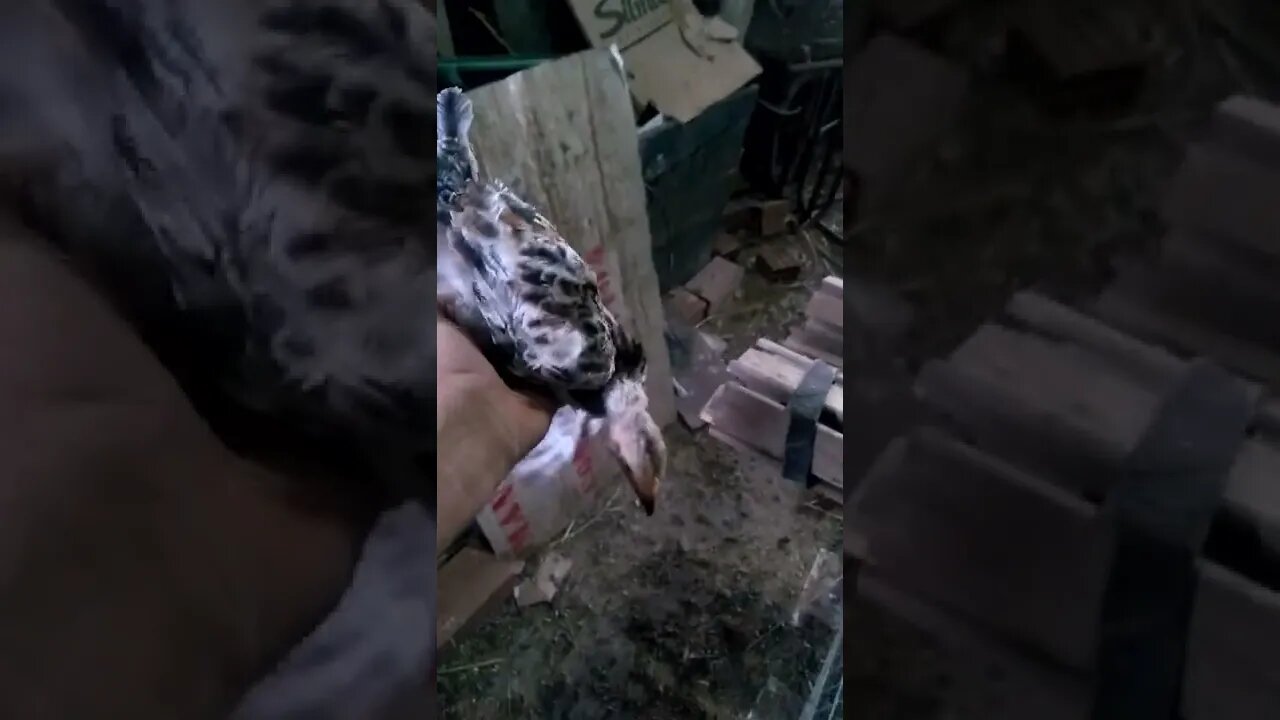 frangos misturados com Embrapa 051e caipirao