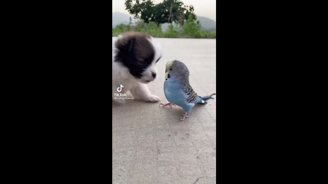 The funny dog and Parrot in field