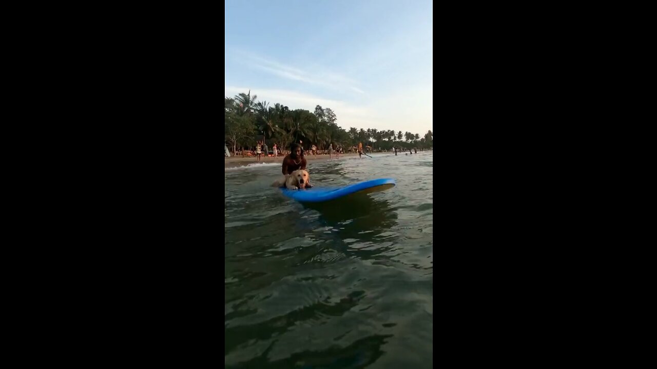 Dog Surfing