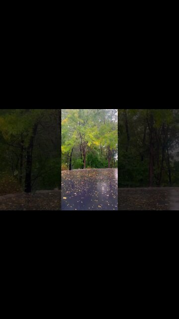Morning rain on driveway #rain #relaxing #relaxingsoundsforstressrelief #rainsounds