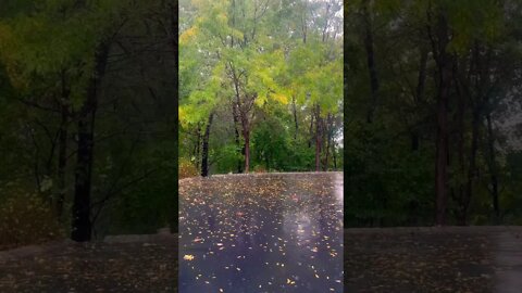 Morning rain on driveway #rain #relaxing #relaxingsoundsforstressrelief #rainsounds