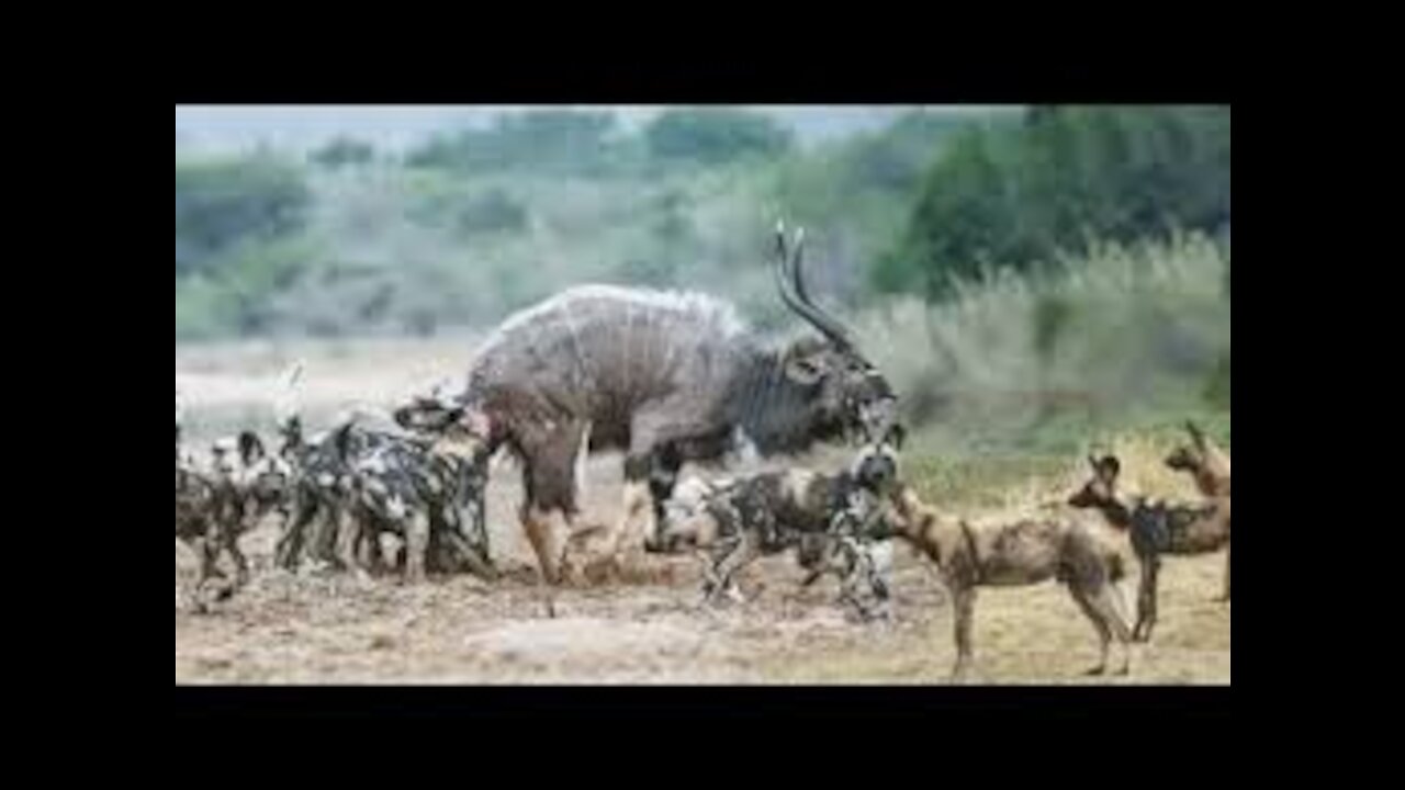 Wild Animal - Ultra HD Video TV 60fps (2160p)