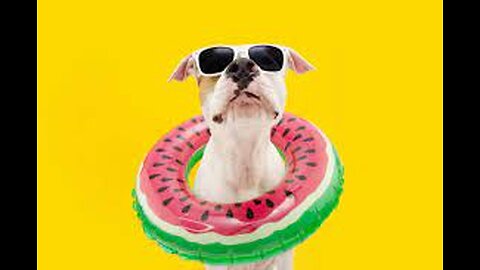Funny Pets: A Laugh-A-Minute Compilation!"