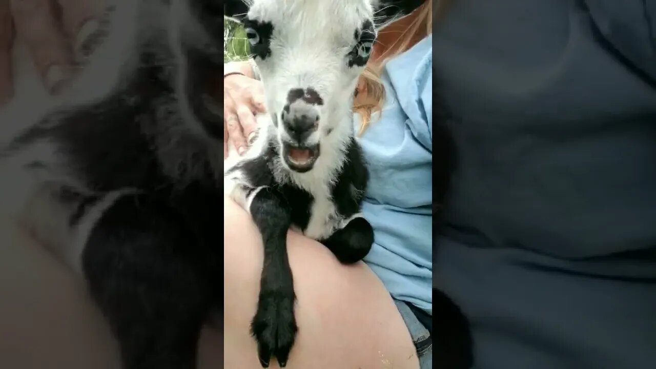 #goatkid #babygoat #goats #farmanimals #farmlife #cuteanimals #babyanimals #homesteading