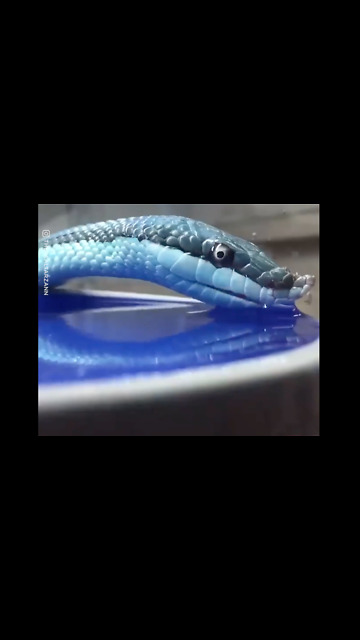 Ever Seen A Snake Drinking Water?