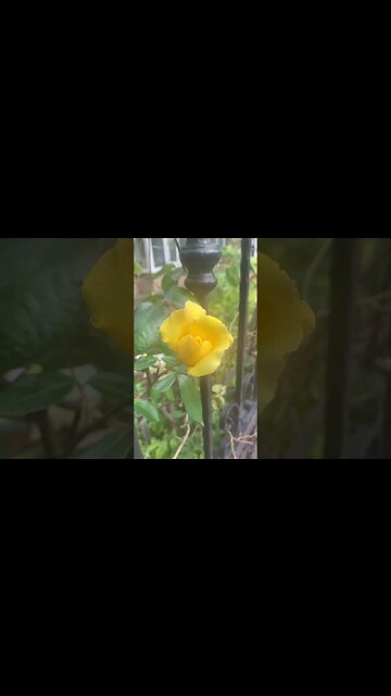 Beautiful yellow gentle rose-I love roses