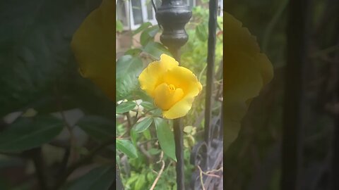 Beautiful yellow gentle rose-I love roses