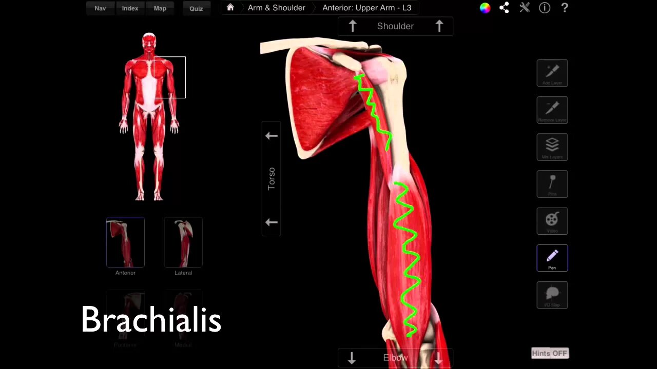 The Anterior Compartment Of The Arm