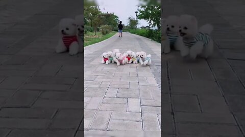 #shorts Смешные Собаки Из Тик Тока 57 Funny Dogs From Tiktok