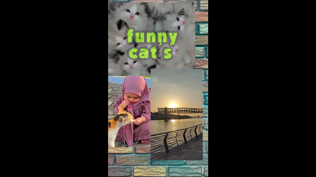 Funny cat's. Animal cutest Cate's