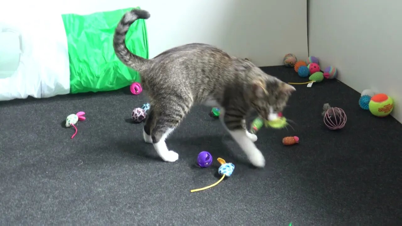 Kitten Carries Toy in His Teeth Like a Dog