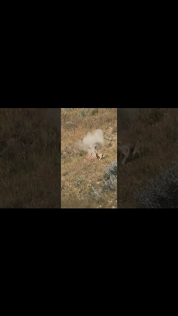 Hunting Coyotes #shorts #dog #animals #hunter #191