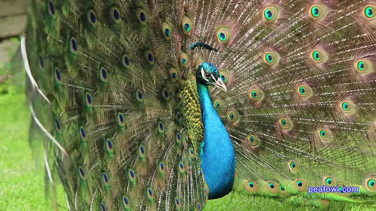 ASMR Peacock Stress Relief, Peacock Minute, peafowl.com