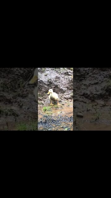8 week old female pekin duck quack