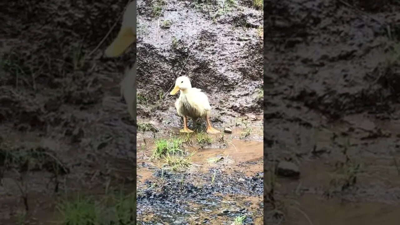 8 week old female pekin duck quack