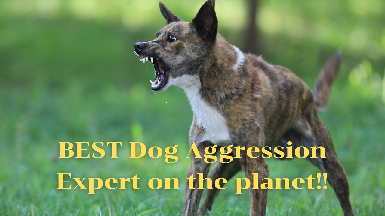 BEST Dog Aggression Expert on the planet!!