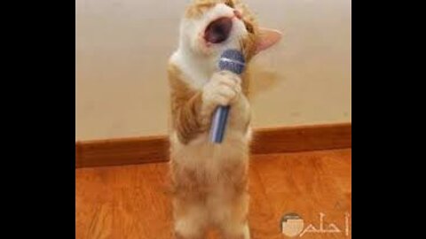 You won't believe this cat sings karaoke