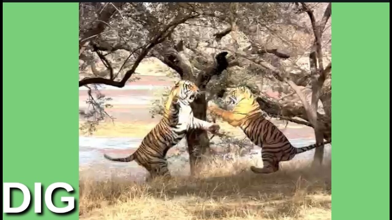 Tigers fight