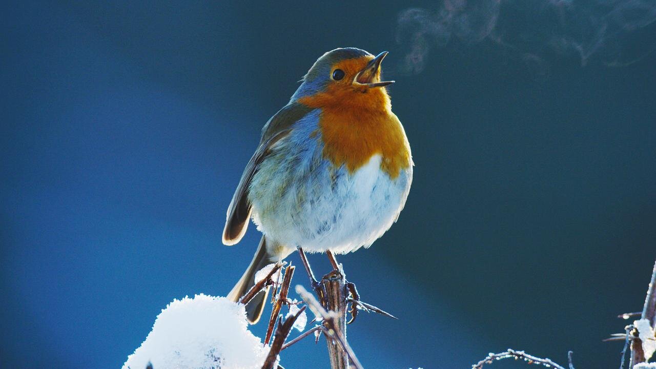 Attenborough's Wonder of Song (BBC1)