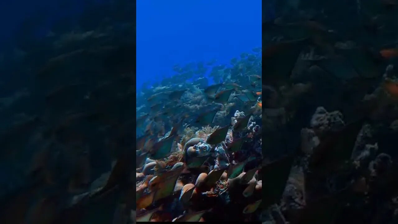Fish 🐠 lovers|fish give clear warning to sweemer