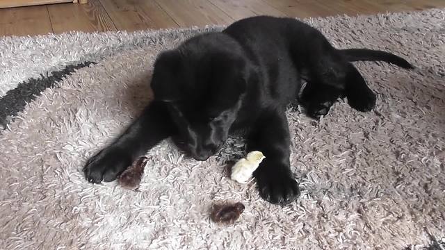 Puppy grows up surrounded by baby chicks