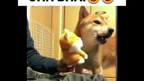 Funny clip caught dog status video #funnyclip​ dogfunny clip