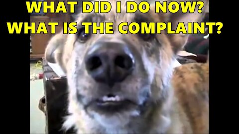 Dog Receiving Complaint From Owner