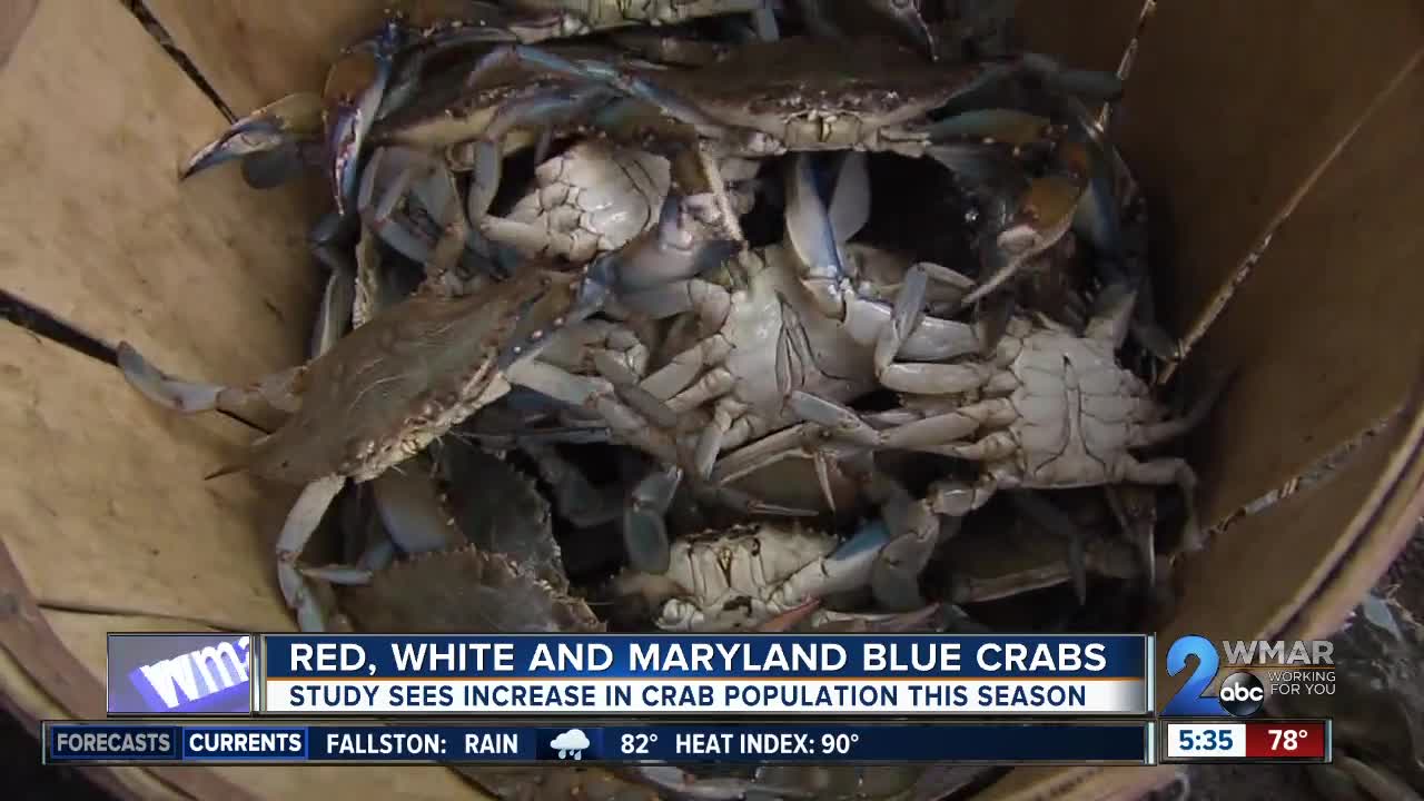 Study sees increase in blue crab population while sellers gear up for the season