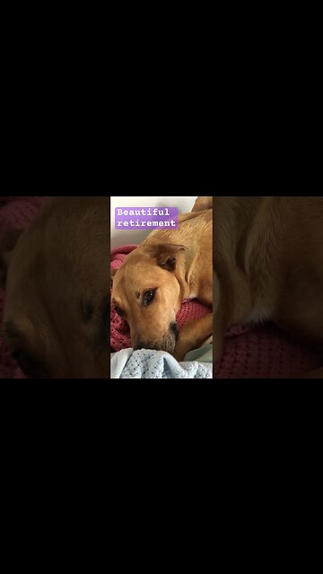 Retired farm dog ❤️