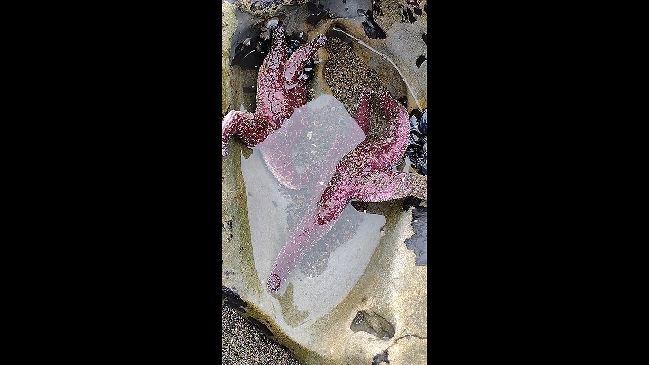 rehydrating starfish