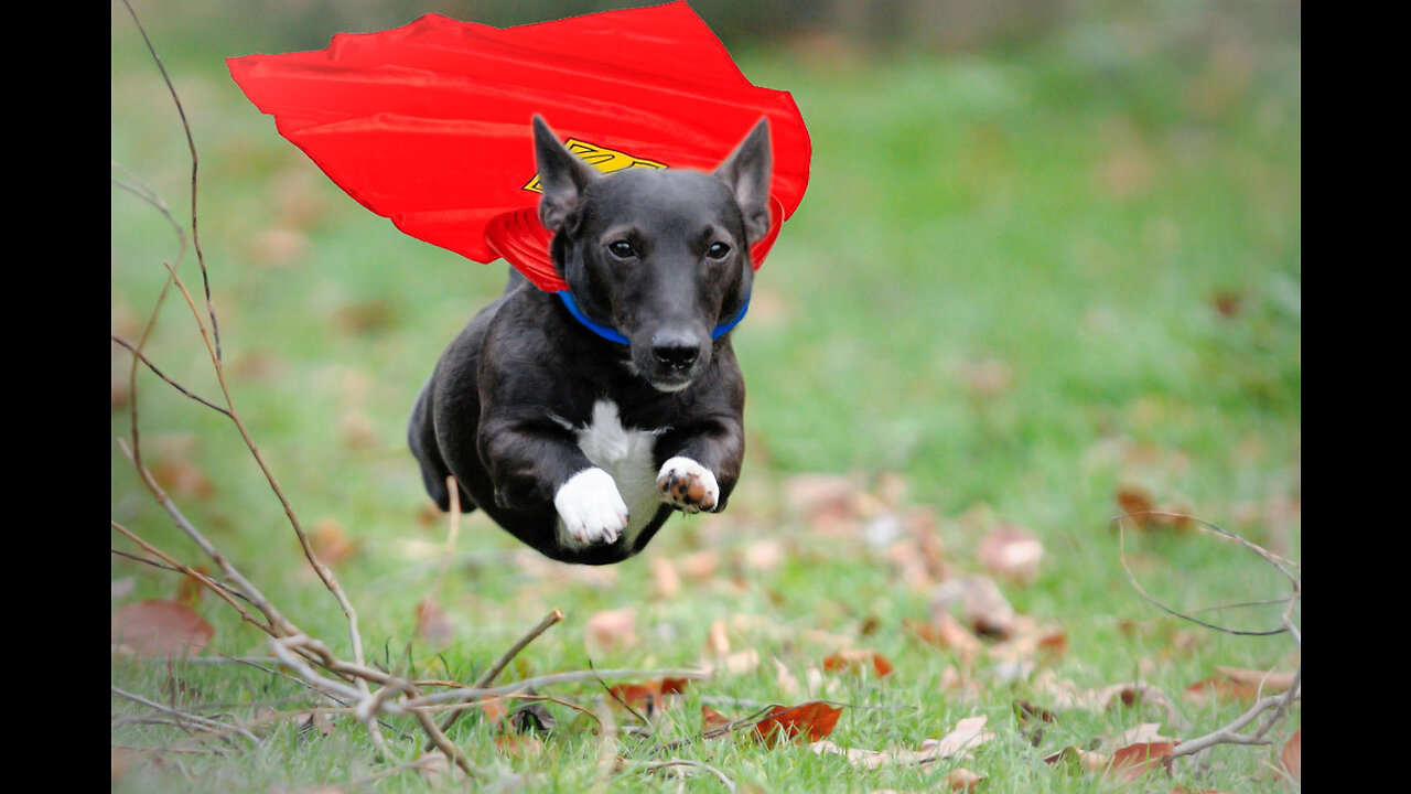 Super dog! But not at the end 🤣🤣🤣🤣🤣🤣