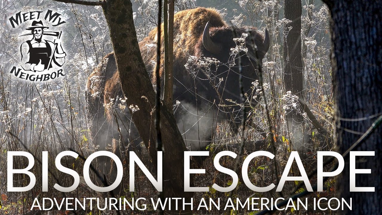 BISON ESCAPE | Up Close and Personal with an American Icon